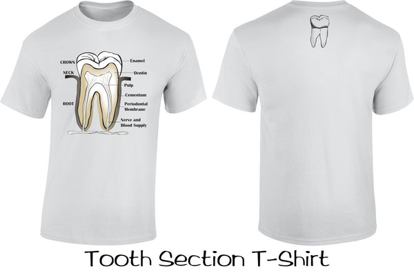 Tooth Section T Shirts